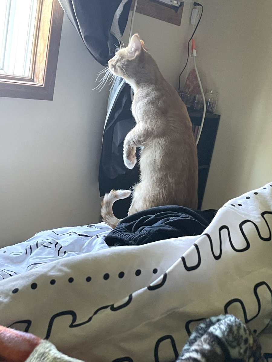 reimer_tiffani's tweet photo. This was our #caturday Watching the lawn guy.🥰 #CatsOfTwitter #CatsOnTwitter https://t.co/RErgjBmt3V