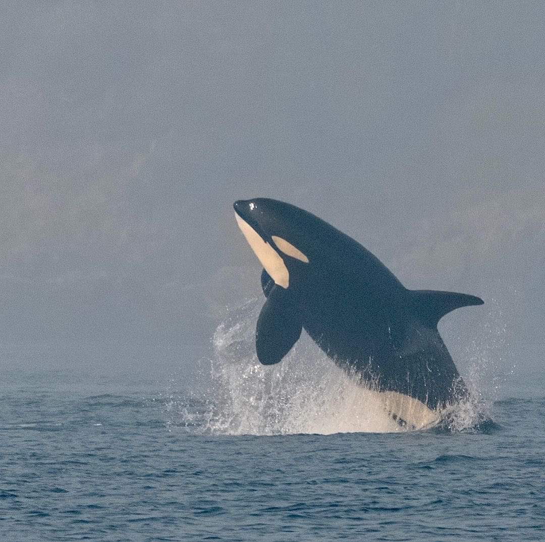OrcaSpotlight's tweet photo. Very heartbroken to hear that K44 Ripple has been absent from recent encounters with K Pod. K44 is the second-youngest whale in K Pod and is K27 Deadhead's only surviving calf following multiple failed pregnancies https://t.co/7uVX88WBbA