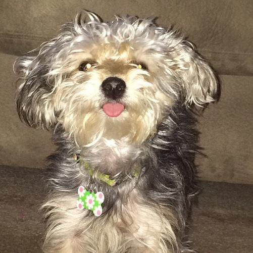 J_Brickley12's tweet photo. Rest easy sweet girl! We’ll never forget you Daisy Mae…💛😔 https://t.co/Ra8FJCGpiN
