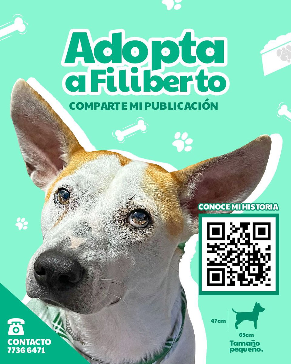 Filiberto necesita hogar!