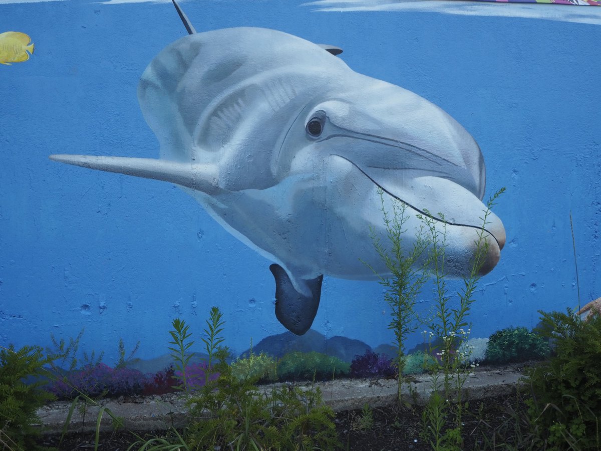 JNad75's tweet photo. Marine life from the Art of Life mural by Charles C. Clear III and Bonnie Lee Turner at the World War II Veterans Memorial Park splash pad in Woonsocket. https://t.co/oTNjnWYATb