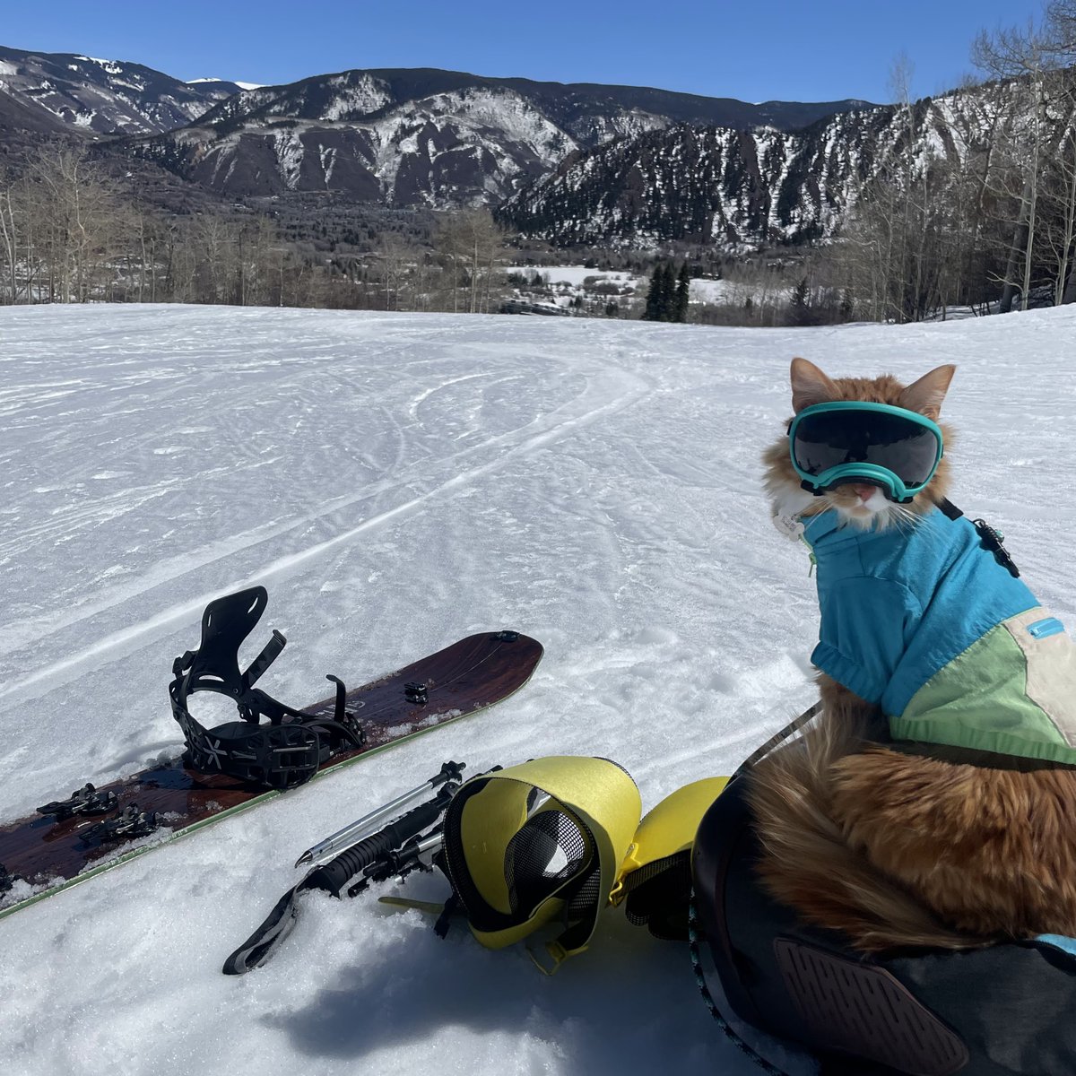 LiebchenTravels's tweet photo. We're so so sooooo excited for winter. What about you!? #catsofinstagram #cat #catsagram #cat #meow #adventurecat #gogglecat #travelcat https://t.co/NVCFFL00Jf