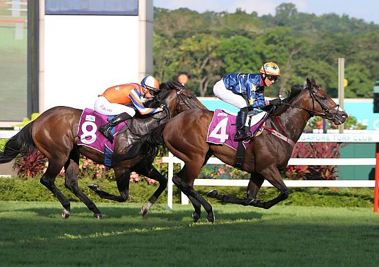 KarakaChat's tweet photo. FIRST CLASS FLYERS | Lim's Kosciuszko ✈️

This week’s passenger feature is Lim's Kosciuszko, a rising star in Singapore.

Trained by Dan Meagher for Lim's Stable, he was proudly flown from AKL to SIN via NZB Airfreight – first class service at economy rates. #FlyingFirstClass https://t.co/omo4Wpefx0