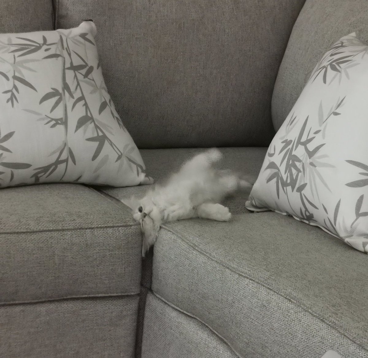 DontShowYourCat's tweet photo. boredom kills https://t.co/mjmF3XdCuG