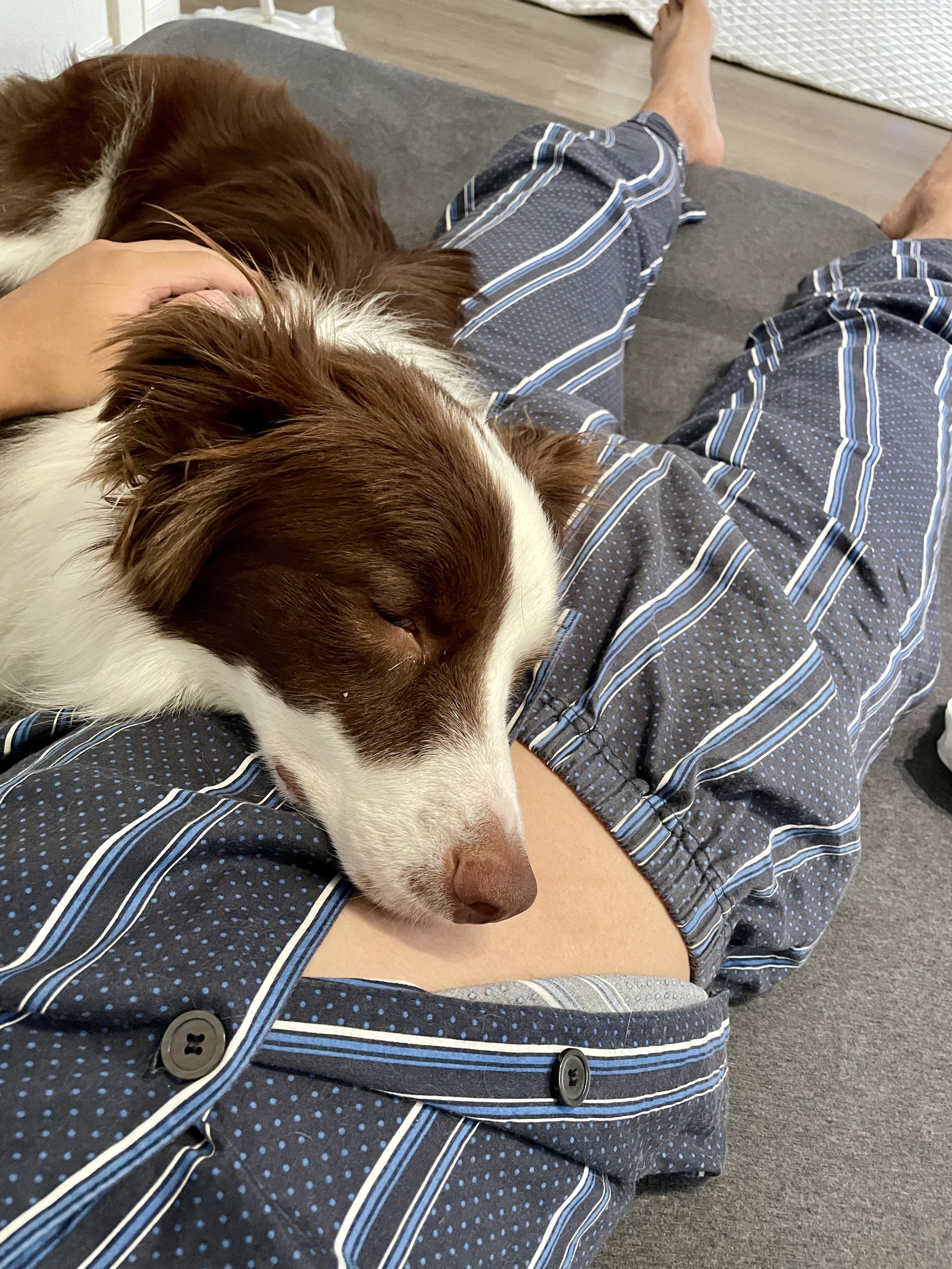 こりおという名のボーダーコリーは唯一無二 おはよ いや 寝てる ボーダーコリー 犬好きさんと繋がりたい 愛犬 T Co Rkqxeggde1 Twitter