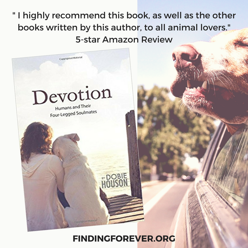 #Devotion is an inspiring book for #dog lovers! Heartwarming true-life stories of humans and their four-legged soulmates that raise funds for animal rescue! ow.ly/kTNg30slWs1 #dogs #petslove #dogsoftwitter #Adopt #dogs #LoveofaDog #animalcommunication