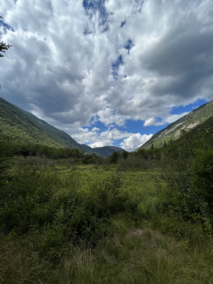 Feelin Froggy tweet media