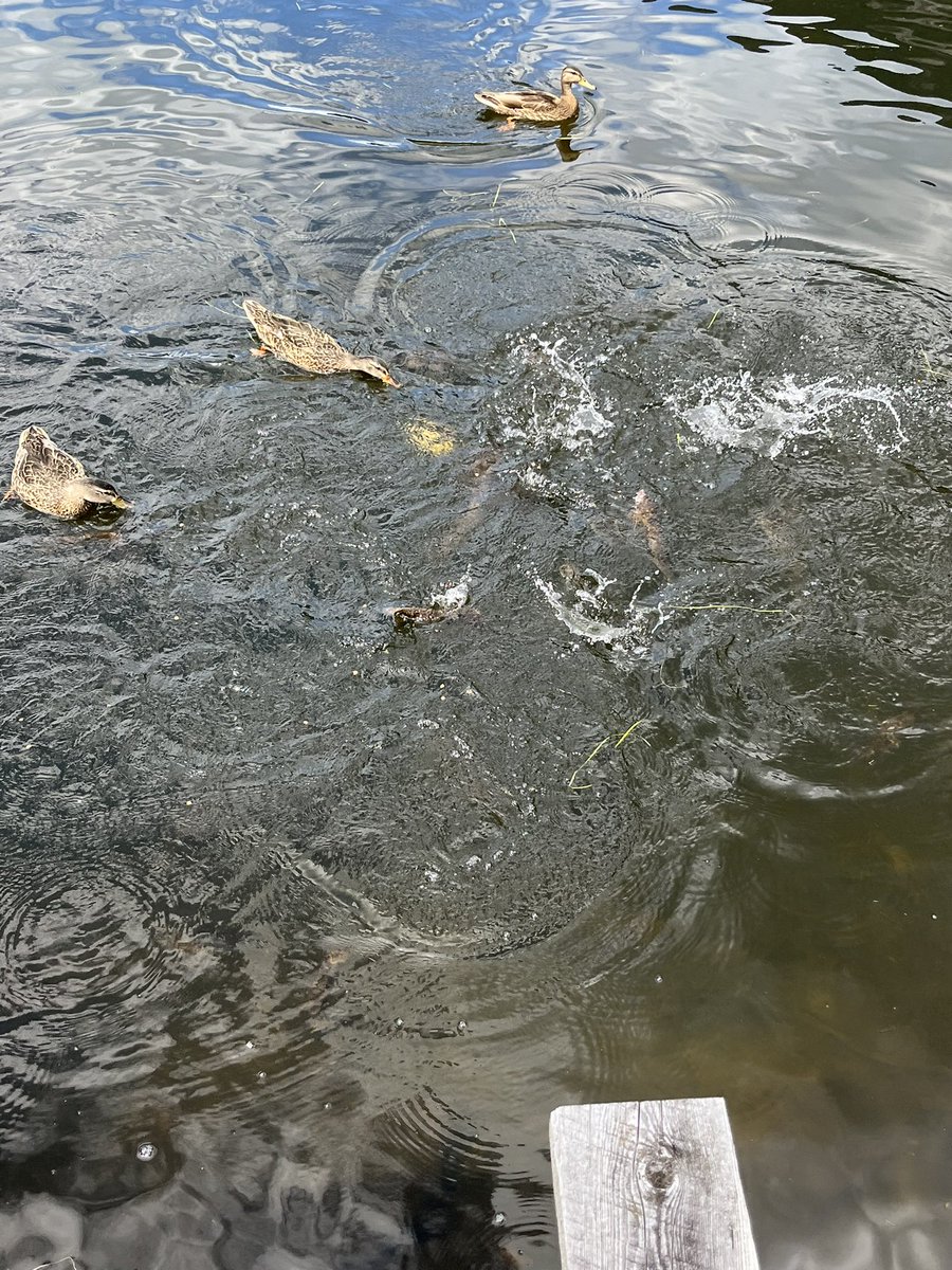 Feelin Froggy tweet media