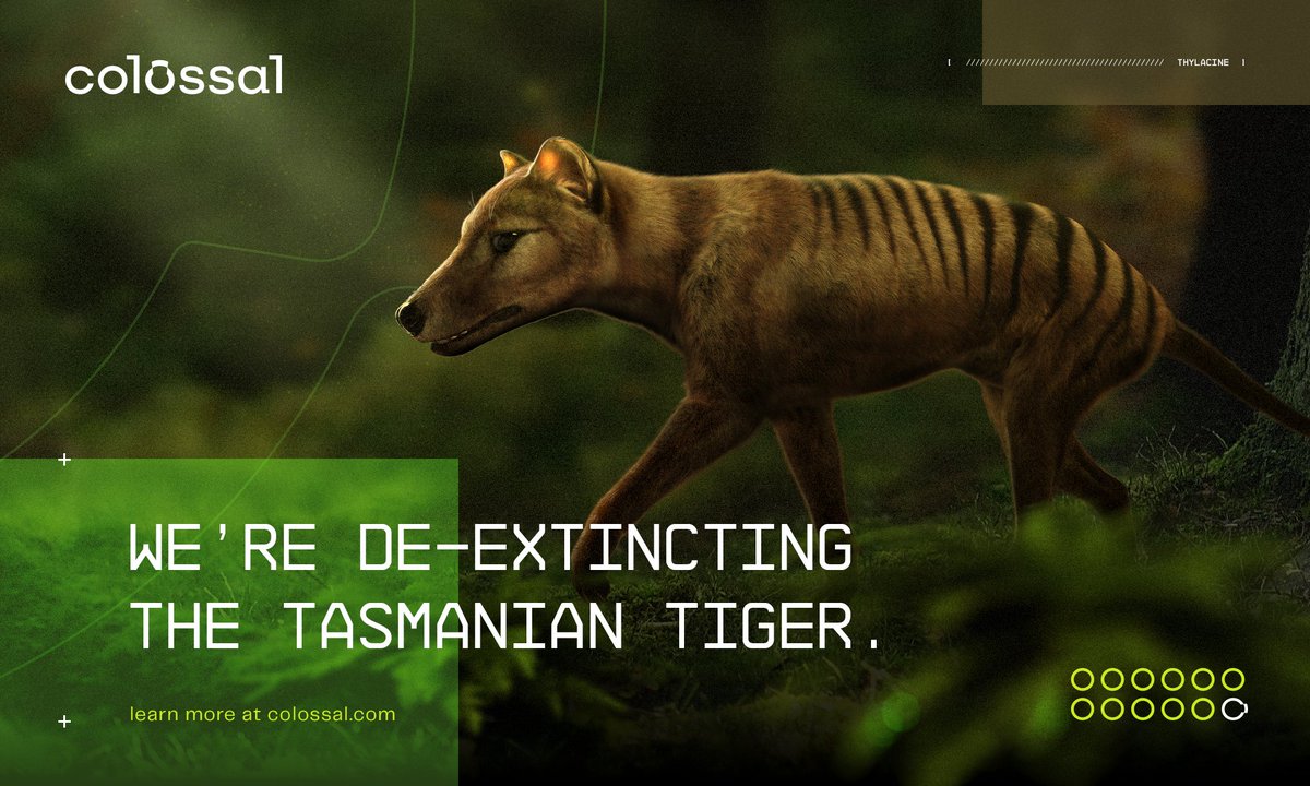 colossal's tweet photo. The return of the thylacine begins today. Learn about reviving the next wave of wild: https://t.co/HGp2jfOikn 

#itiscolossal #deextinction https://t.co/AHVnQtplf8