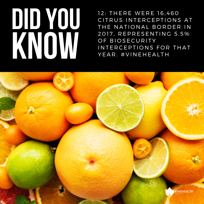 Did You Know #12: There were 16,460 #citrus interceptions at the national border in 2017, representing 5.5% of #biosecurity #interceptions for that year. #Vinehealth