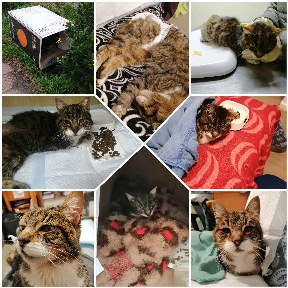 fernyfi's tweet photo. Estoy vendiendo númeritos de rifa a $1500 ya que hace un mes rescatamos una gatita abandonada y desnutrida en una caja, los gastos en veterinario fueron altos y tuvimos que pagar a crédito, a parte hay que esterilizarla. #Apruebazo #RechazoTransversal #Rudolphy #Atria #aprueboX https://t.co/1k28cwKWOI