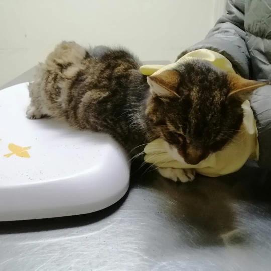 fernyfi's tweet photo. Estoy vendiendo númeritos de rifa a $1500 ya que hace un mes rescatamos una gatita abandonada y desnutrida en una caja, los gastos en veterinario fueron altos y tuvimos que pagar a crédito, a parte hay que esterilizarla. #Apruebazo #RechazoTransversal #Rudolphy #Atria #aprueboX https://t.co/1k28cwKWOI