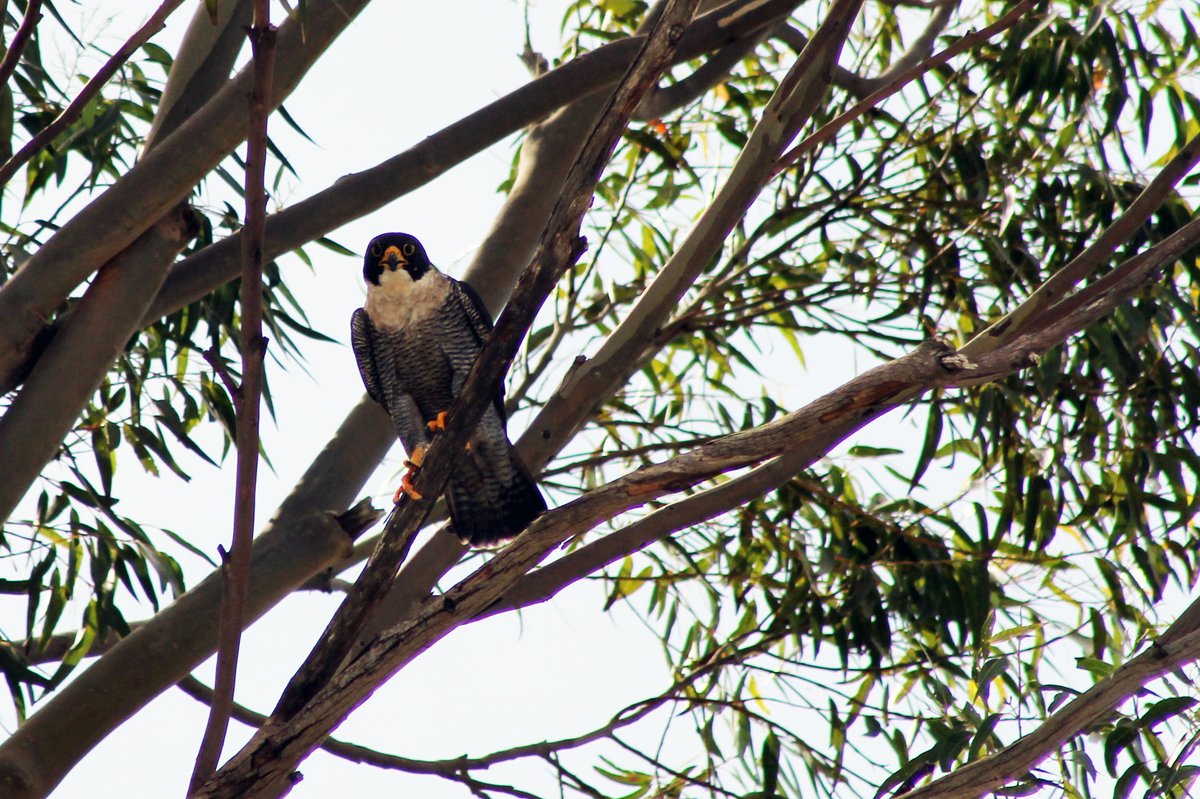 coolmccool's tweet photo. @UrbanFieldNats Look what visited our backyard #Eucalyptus yesterday. Peregrine #Falcon! Harassed our nesting #Ravens. Hung around, just looking cool!
#birds #WildOz #nature #NaturePhotography #UminaBeach https://t.co/Gz3cFlhivE
