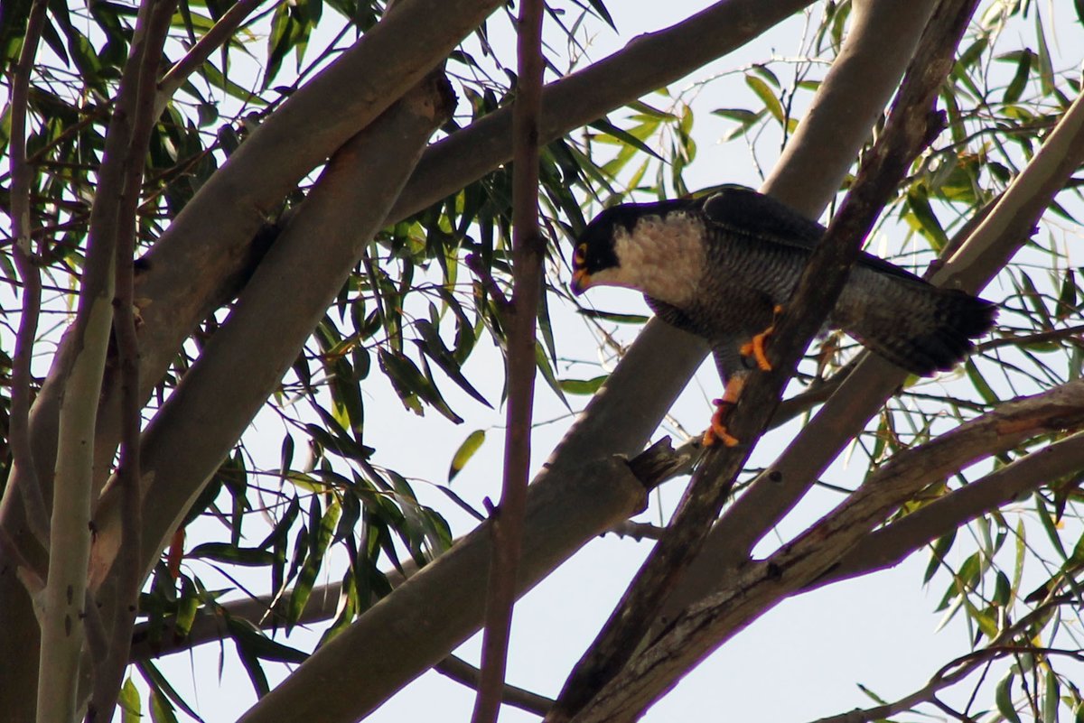 coolmccool's tweet photo. @UrbanFieldNats Look what visited our backyard #Eucalyptus yesterday. Peregrine #Falcon! Harassed our nesting #Ravens. Hung around, just looking cool!
#birds #WildOz #nature #NaturePhotography #UminaBeach https://t.co/Gz3cFlhivE