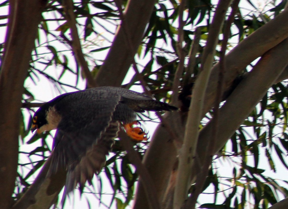 coolmccool's tweet photo. @UrbanFieldNats Look what visited our backyard #Eucalyptus yesterday. Peregrine #Falcon! Harassed our nesting #Ravens. Hung around, just looking cool!
#birds #WildOz #nature #NaturePhotography #UminaBeach https://t.co/Gz3cFlhivE