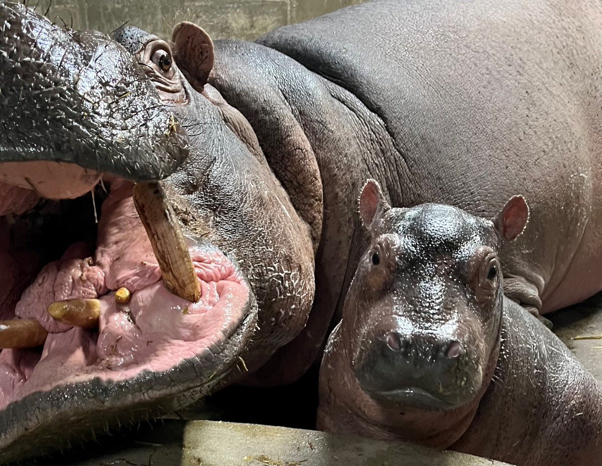 Baby hippo Fritz is weighing in over 100 pounds and has at least 6 teeth coming in! Hippo calves can gain 2-3 lbs per day.