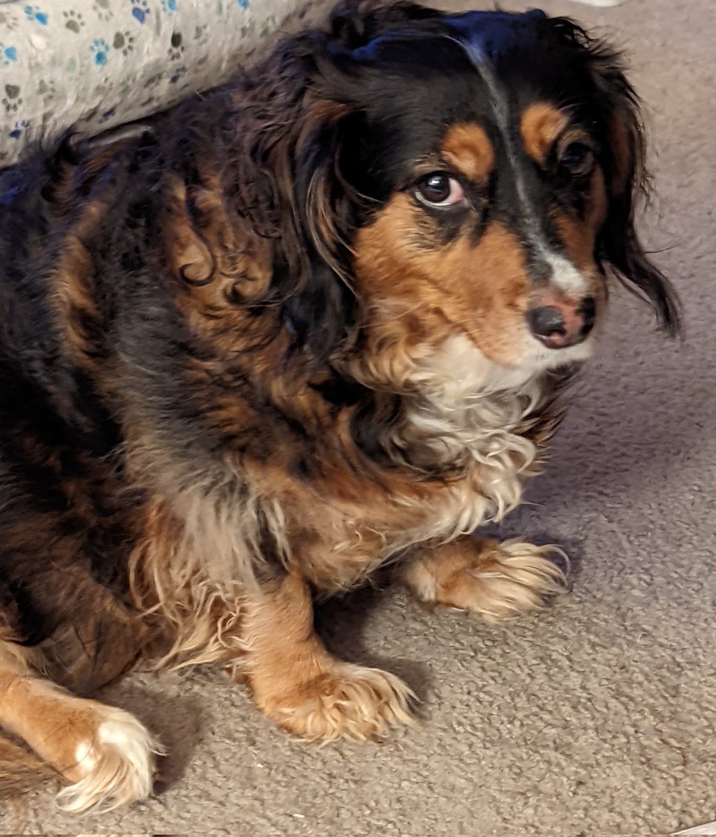 BarbinPH's tweet photo. @StephenKing Tink says hi. She's getting groomed tomorrow. Shhh. Don't tell her. https://t.co/cb0TOdrHXB