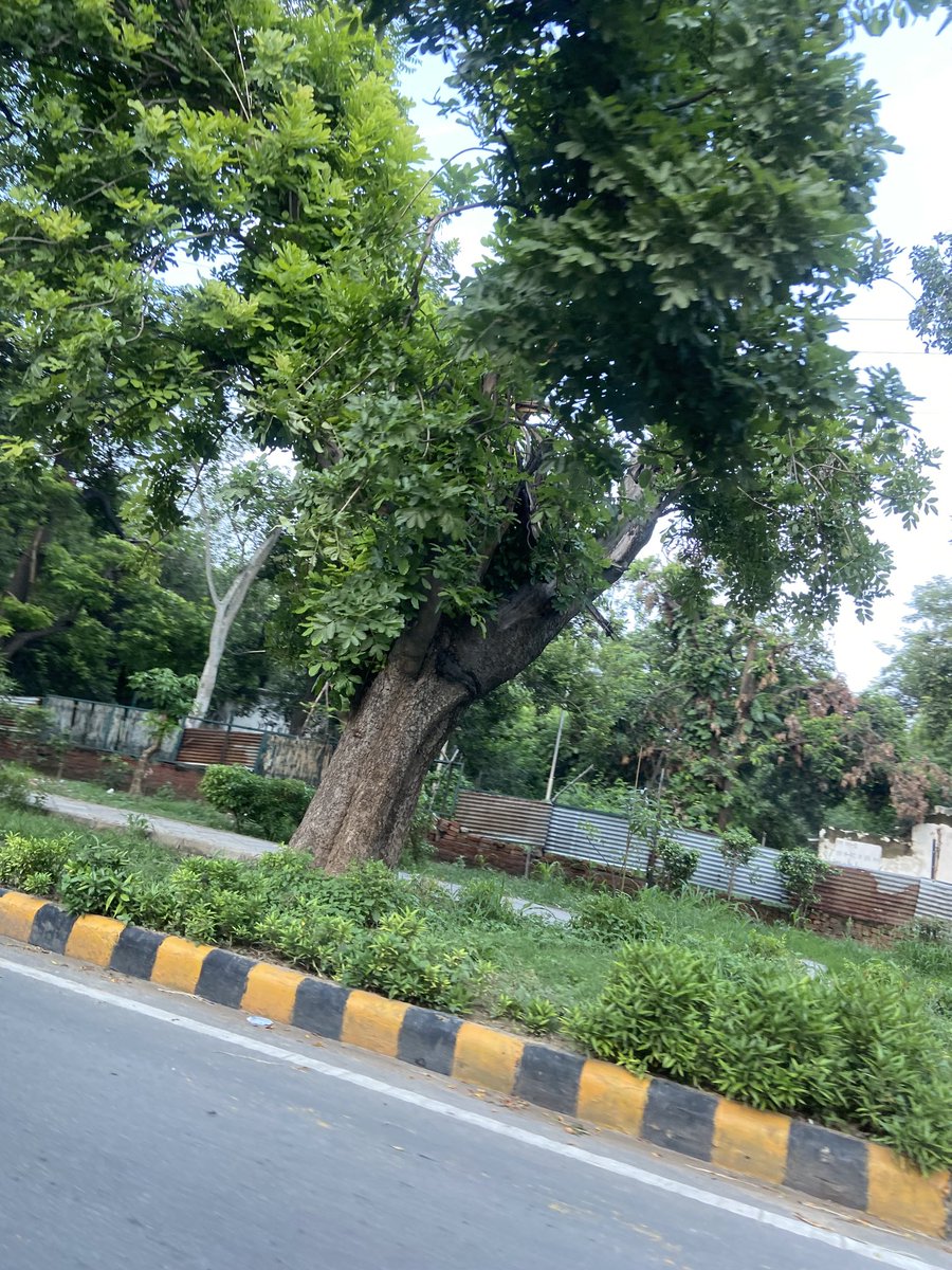 TaraMahakaal's tweet photo. Look hereās a woman of substance whose hard work and contribution to her family needs to be respected & acknowledged. This is my #thicktrunktuesday post today. #trees #TreeTwitter #TreeFriends #Nature #Nurture #Greens #TreeCommunity ā¦@arborsmartyā© https://t.co/rF8Tl3MGKv