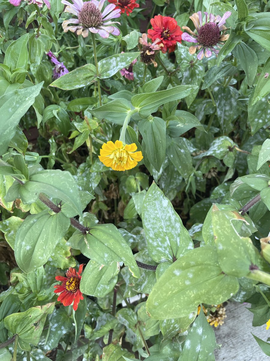 Anyone know what these white spots on our zinnias are ? It’s been really dry and we water twice per day.