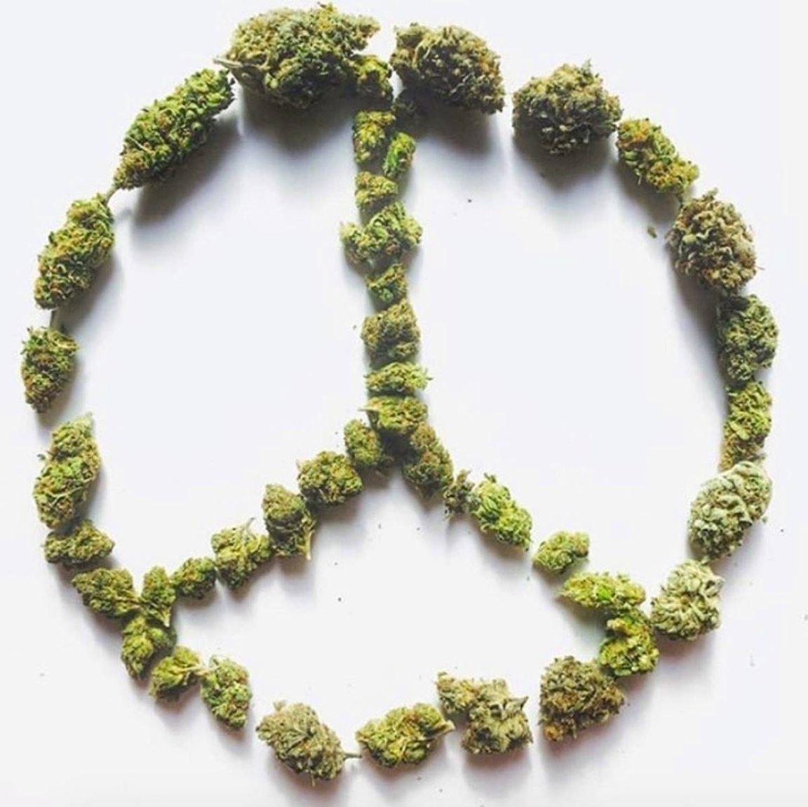CannabisHubHQ: #Peace ☮️

#cannabiscommunity #cannabisculture #cannabisindustry