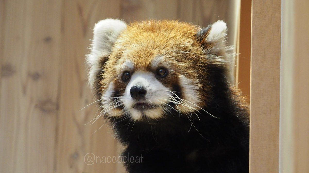 昨日は桐生が丘動物園へ。
久しぶりにライムくんに会えました😊

#桐生が丘動物園 #レッサーパンダ #ライム