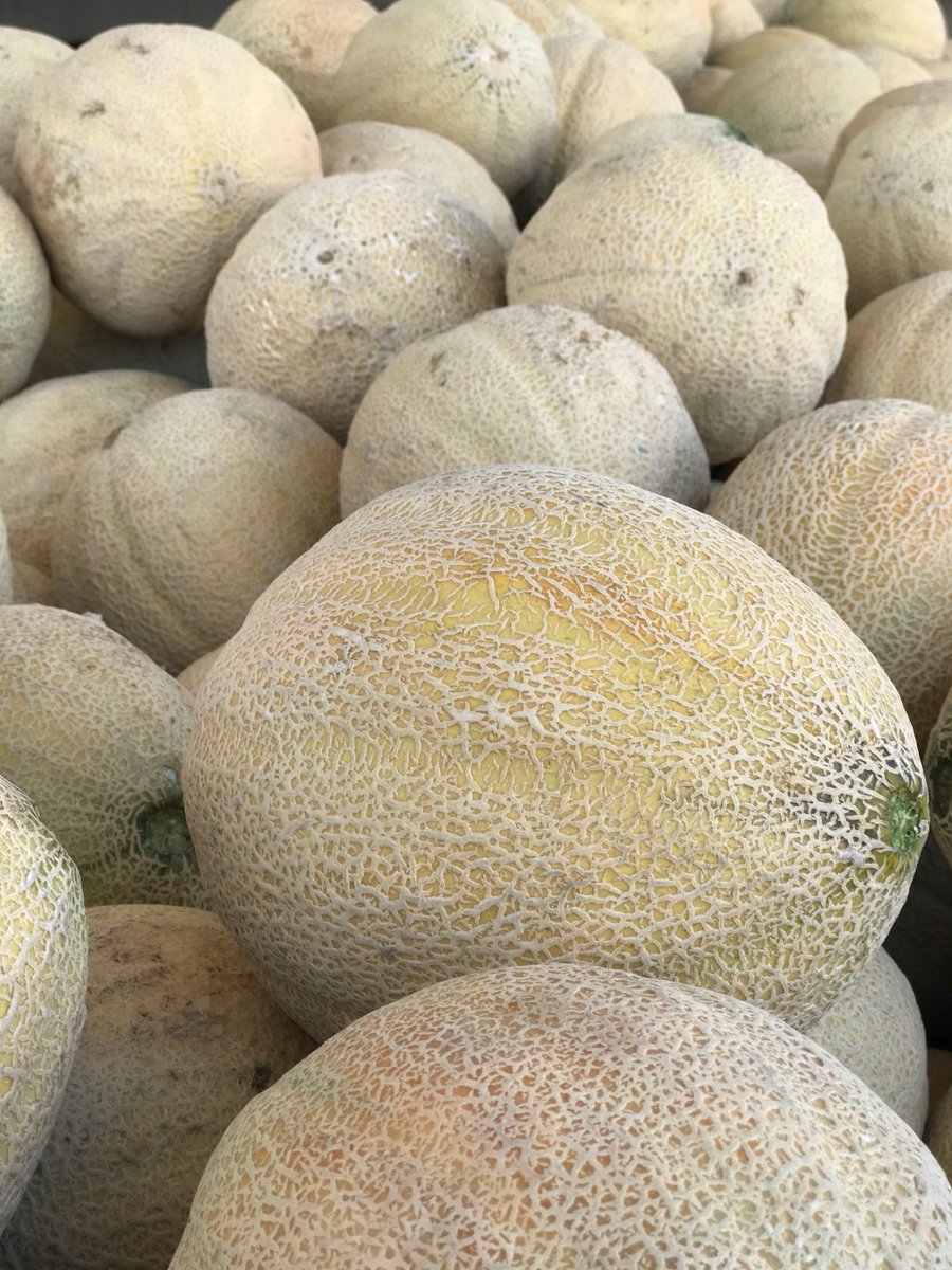 RFGACantaloupe's tweet photo. #RFGA history, part 2!

It's 1887: Cantaloupe are being grown and shipped for the first time in CO! Farmers used old wooden shipping barrels and shipping crates, for distribution to miners in Leadville. It was just the beginning of cantaloupe shipping in CO! More next Monday! https://t.co/MH3QQCeQW5