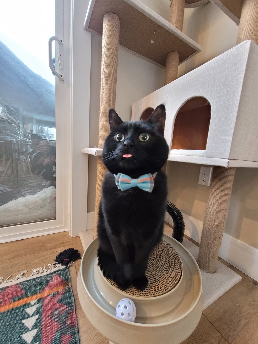 kaushib1's tweet photo. @TreasuryMog My extremely handsome foster son, Lux (5 years old). He is now with his forever family and we have the privilege of taking care of him (and giving him lots of cuddles and treats  🥰) when his family is out of town/on holiday. https://t.co/GYcF69zzSZ