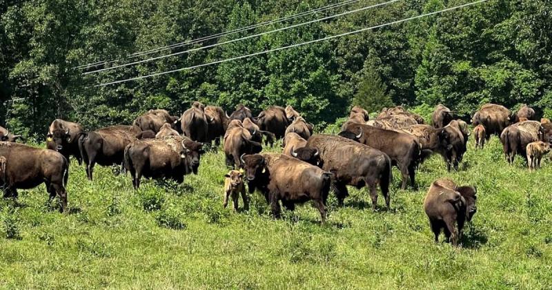nationalbison's tweet photo. ~MEMBERSHIP MONDAY~
Our membership is diverse and can be found across the country. Red Frazier Bison Ranch, located in Indiana, has done an amazing job with its herd and meat sales! 

https://t.co/yc92JYItIB

#redfrazier #indianabison #foodtruck #bisonmeat #regerativebynature https://t.co/OfptXP7TeF