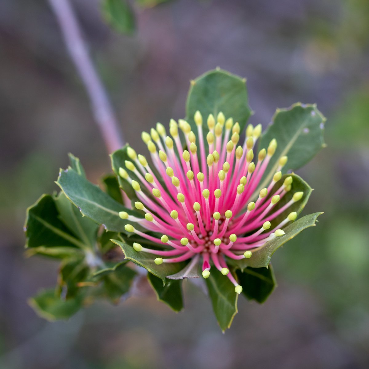 SeedPartnership's tweet photo. This #ScienceWeek we’re sharing how @Science_DBCA are conserving the Endangered Matchstick Banksia. This year seed was germination tested, and seedlings produced were then planted at translocation sites. Testing was funded by @WWF_Australia &amp; Airwick for the #RareBloomProject. https://t.co/J5gO8x7LyQ