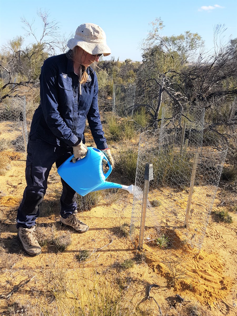 SeedPartnership's tweet photo. This #ScienceWeek we’re sharing how @Science_DBCA are conserving the Endangered Matchstick Banksia. This year seed was germination tested, and seedlings produced were then planted at translocation sites. Testing was funded by @WWF_Australia &amp; Airwick for the #RareBloomProject. https://t.co/J5gO8x7LyQ