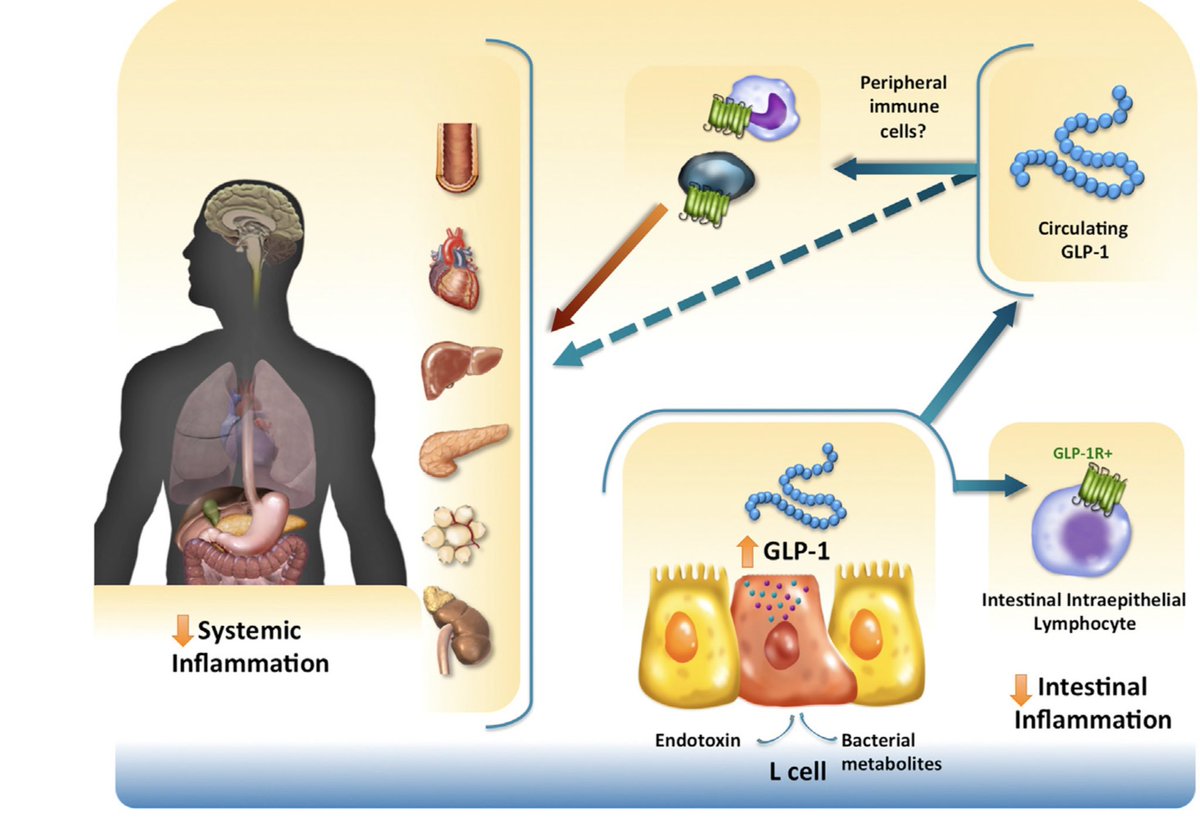 glp 1 per dimagrire GLP1.000 Integratore Metabolismo e Glucosio 30 Compresse