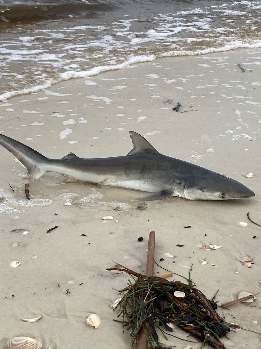 MrsHowellSLP's tweet photo. My travels are complete for the summer, but I had some pretty amazing sights in the wild at the beach this year. #SCESummerBucketList https://t.co/suHmKEH0Km