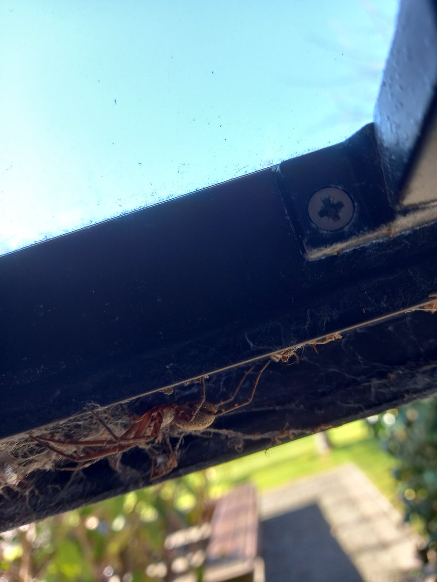magicbiscut78's tweet photo. Spiders are freinds. Stop squishing them https://t.co/Q1Js2aKdbW