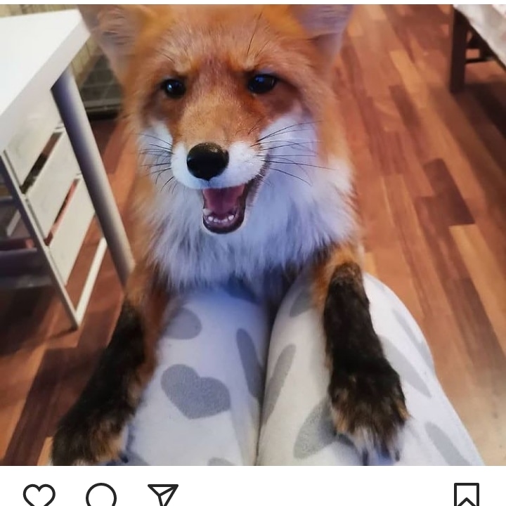 fox_lover_life's tweet photo. A little father and son time.
#fox #redfox #foxesofinstagram #arcticfox #foxred #wildfox #babyfox #vulpesvulpes #fennecfox #foxlife #foxlovers #cutefox #photofox #foxdrawing #vulpes #foxplay #foxlover #articfox #foxfurcoat #snowfox #foxs #foxes_club #clevyrthystle https://t.co/qP7lEHuu1H