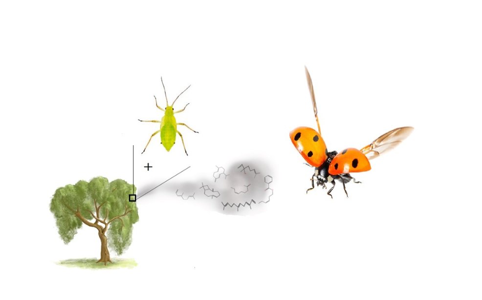 Congratulations to Jessica and Vaughn (and team) for their successfully funded <a href="/Plantandfood/">Plant & Food Research</a> #Bioprotection #Blueskies projects on #Nitrogen Effect on the Infection Process of a vectored #BacterialPathogen &amp; Developing a #HarlequinLadybird Lure &amp; Kill