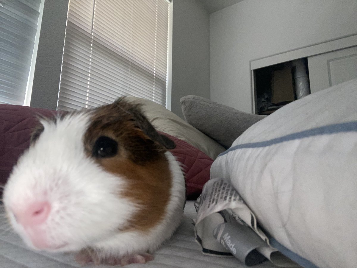 ashaapearl's tweet photo. look at himmm 😭 https://t.co/TkbVi8N2ku
