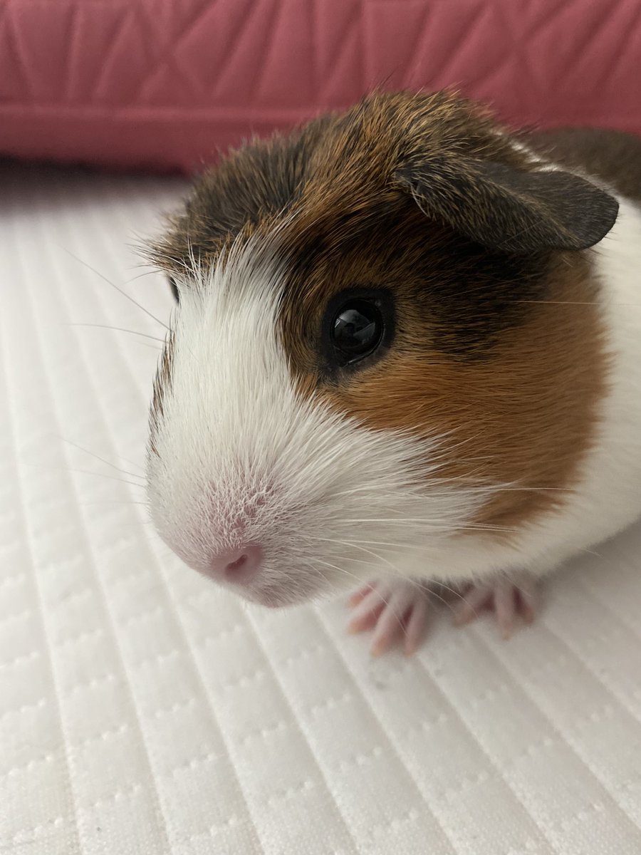 ashaapearl's tweet photo. look at himmm 😭 https://t.co/TkbVi8N2ku