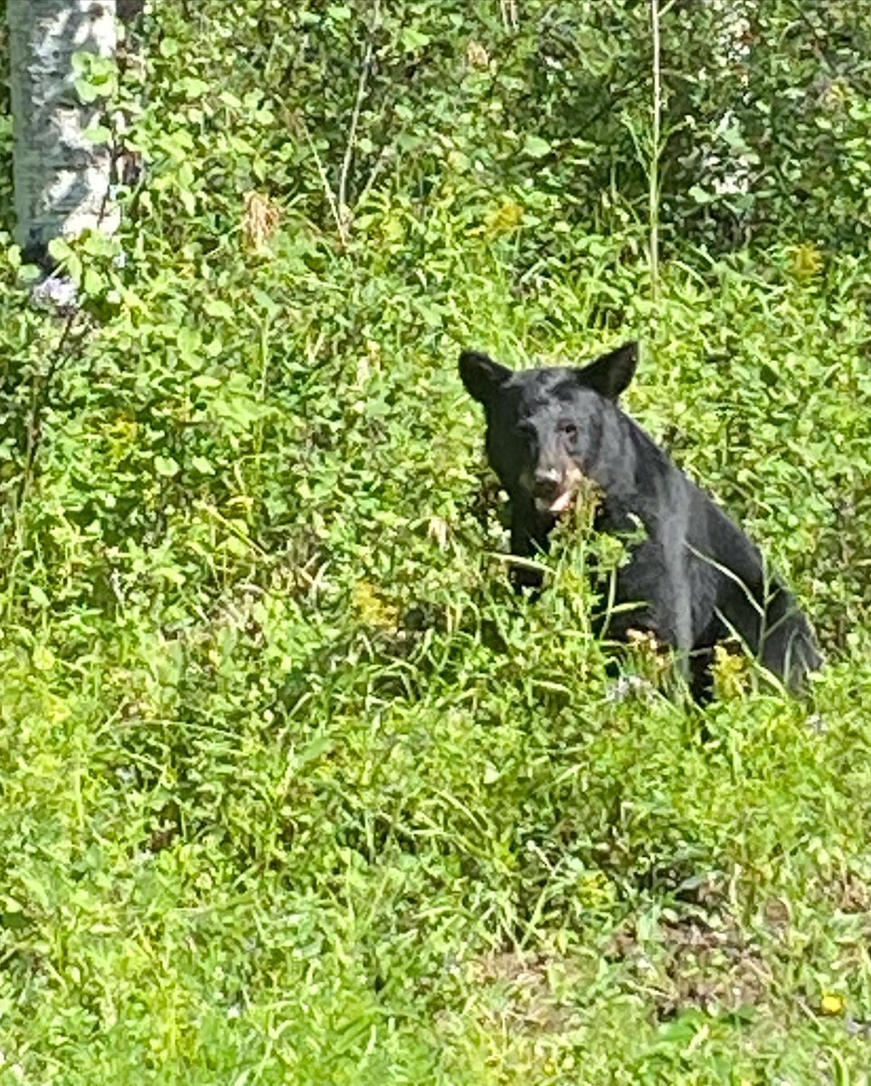 I met this guy on the side of the highway. Thankfully I was in my vehicle.