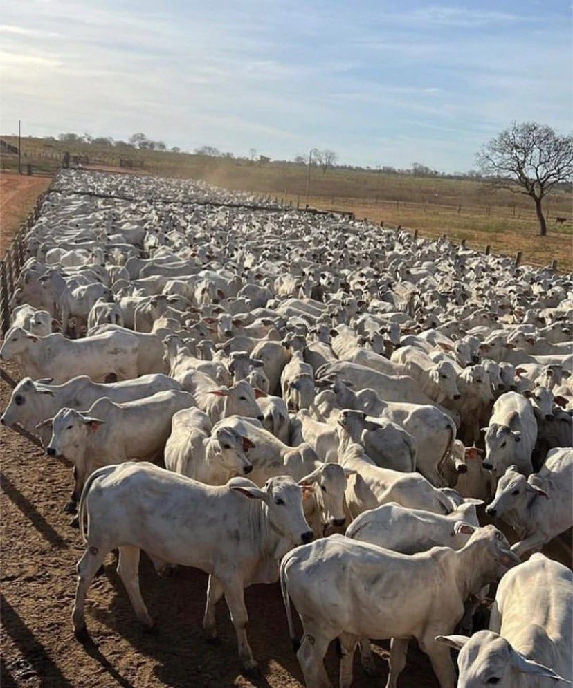 Deus se for da tua vontade, seu filho(a) está pronto🙏🏽🐮😻