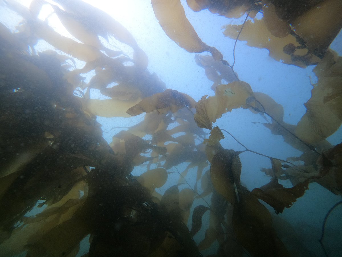 Kevin Bruce (@kevin_a_bruce) on Twitter photo Just back from an awesome day of diving conducting biodiversity surveys in the broken group for <a href="/baumlab/">Dr. Julia K. Baum</a> with <a href="/_thesee/">Siobhan</a>. Now time to put my feet up and relax at <a href="/BamfieldMSC/">Bamfield MSC</a> for the evening before doing it all again tomorrow! Just back from an awesome day of diving conducting biodiversity surveys in the broken group for <a href="/baumlab/">Dr. Julia K. Baum</a> with <a href="/_thesee/">Siobhan</a>. Now time to put my feet up and relax at <a href="/BamfieldMSC/">Bamfield MSC</a> for the evening before doing it all again tomorrow!