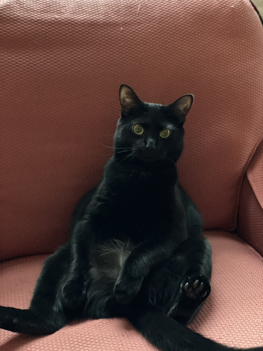 _Duncanator's tweet photo. @TreasuryMog Sirius - 3 years old - sits like an old man https://t.co/yafVvV2UnR
