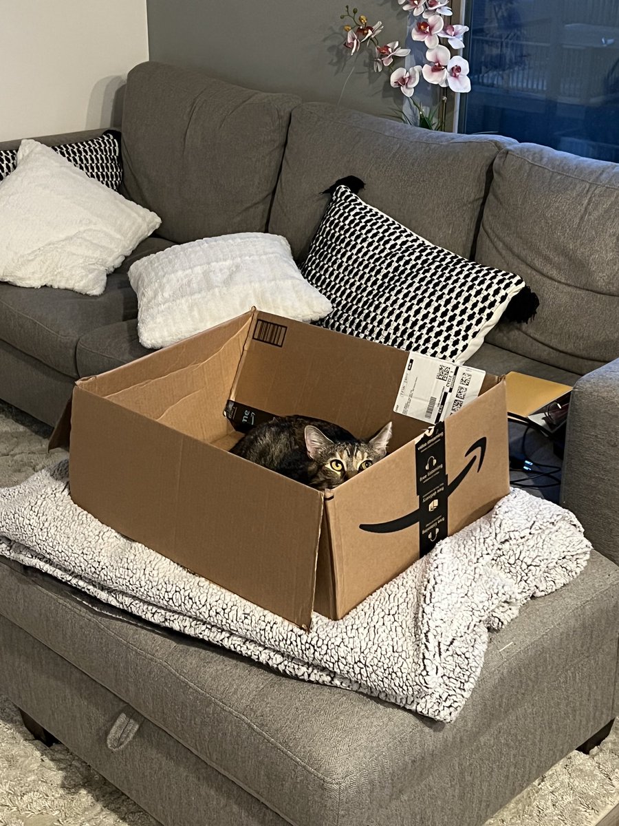 kuathekitty's tweet photo. bbogs ! https://t.co/8yaVJLZDH8