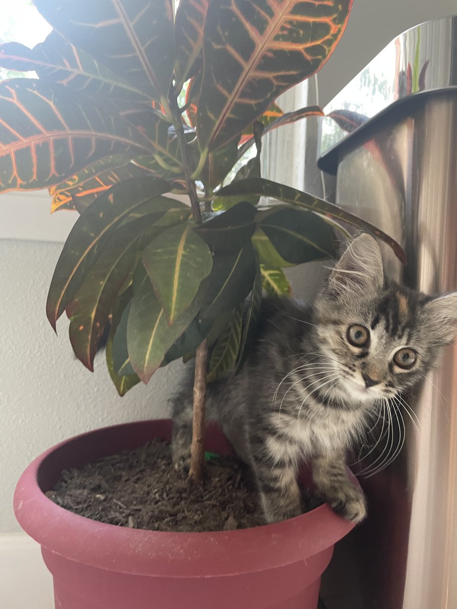 sydespie's tweet photo. @jmcin9 Here's our baby Maine coon tortie wreaking some havoc https://t.co/EeKO6tYcIc
