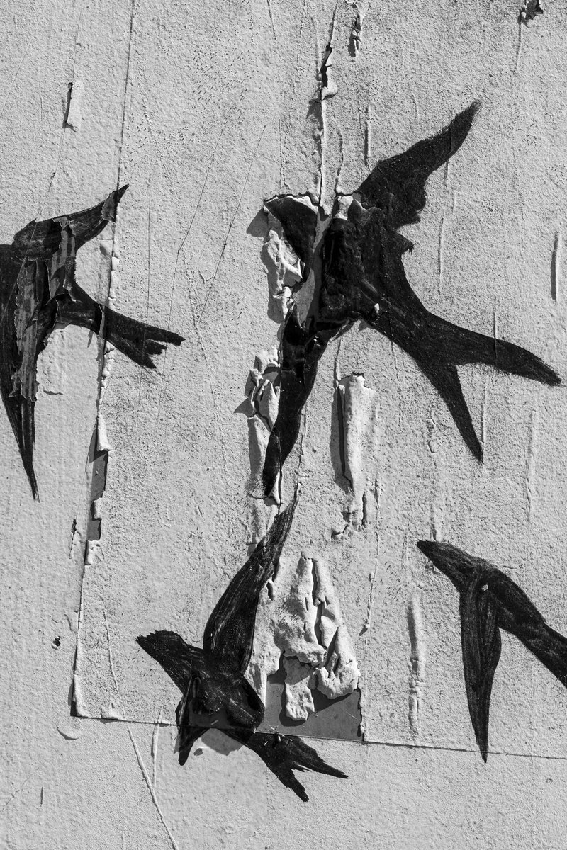flavioedreira's tweet photo. scream.
photo @flavioedreira
#fear #doubt #memories #senses #photography #photooftheday #flght #birds #streetart #delusions #ilusions #loose #wounds #scars #flock #flockofbirds #somewheremagazine #fisheyelemag #scream https://t.co/q2SQojvWNR