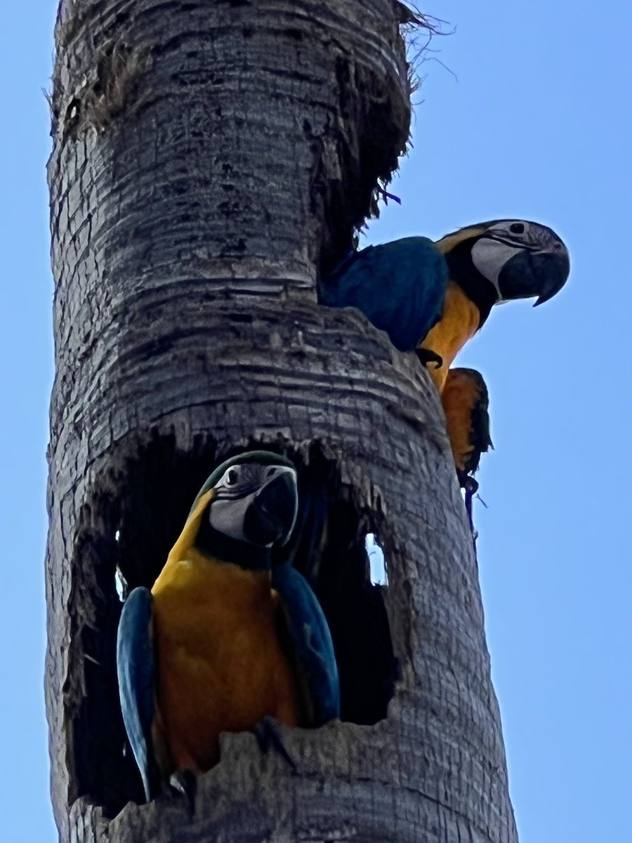 Guacamayas urbanas …. Caracas y sus habitantes