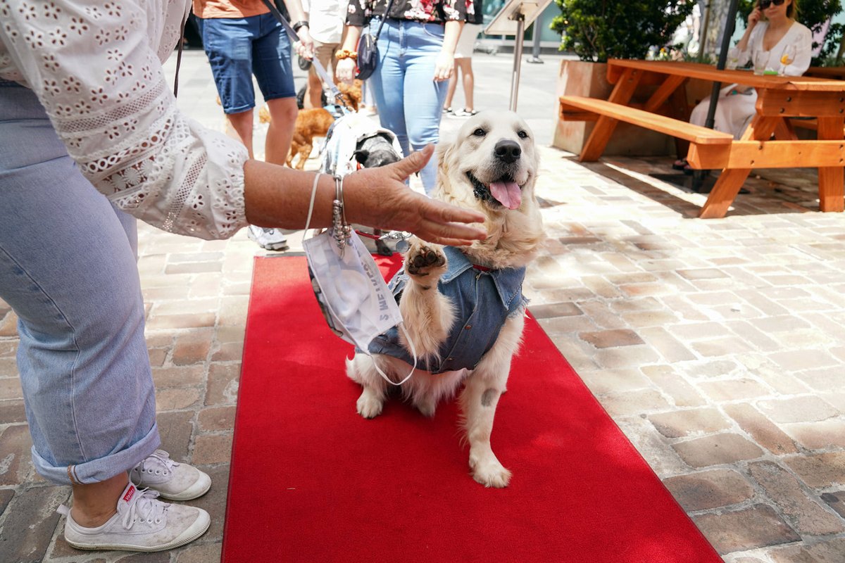 OzDogLover's tweet photo. #PoundPaws will celebrate #WorldDogDay ๐ถ๐on August 28 with the ultimate party in Sydney's #DoubleBay held at #TheSheaf's #dogfriendly beer garden.
With live entertainment, stalls, adoptable #dogs from #rescue groups, red carpet arrival, competitions...
https://t.co/yxNBYBk48x https://t.co/N6oL7I3Gvl