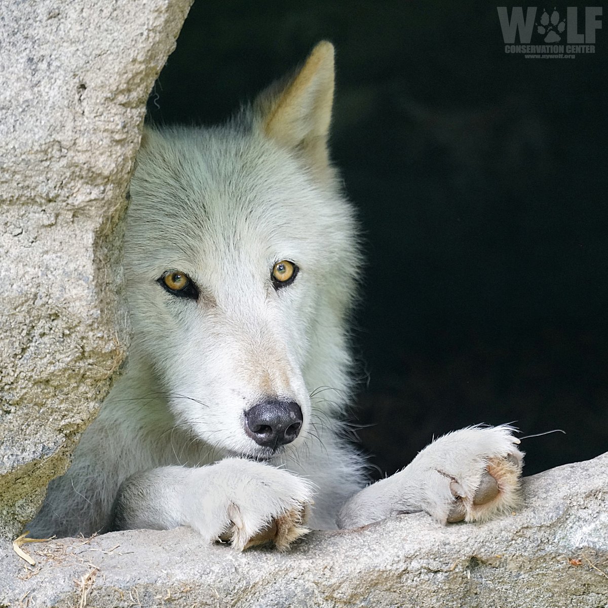 What are memories? 🐺, image size:1200x1200