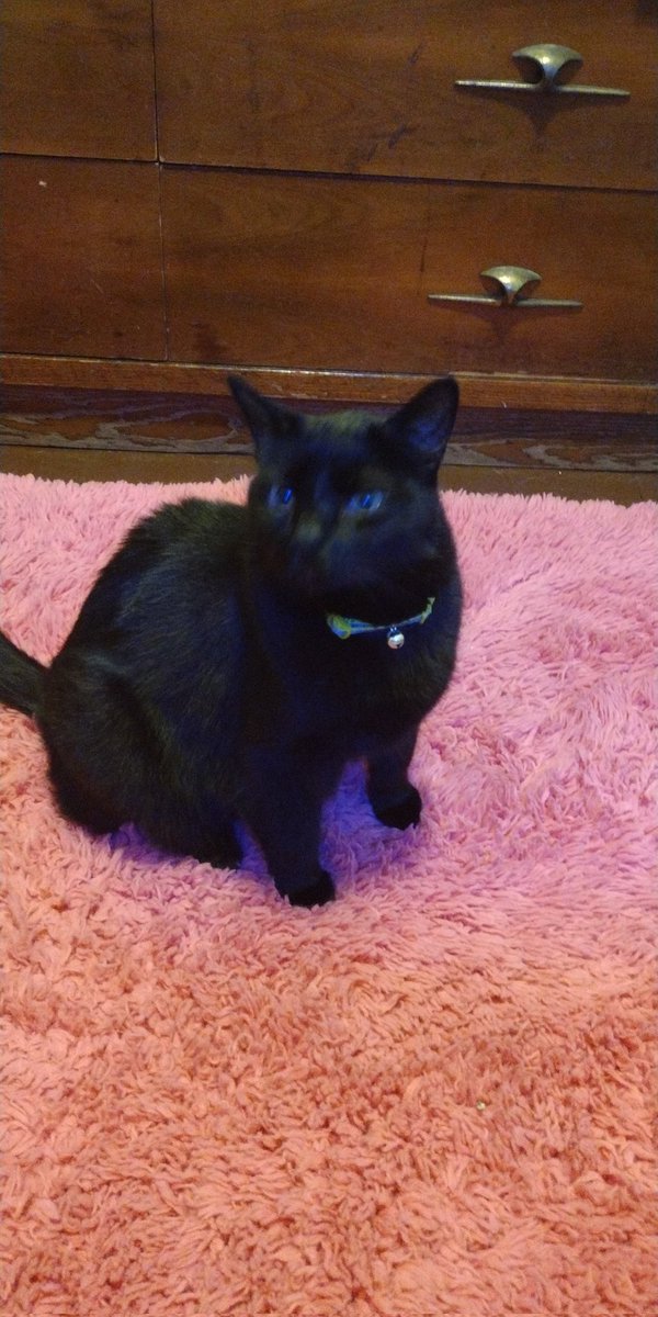 truqitqatt's tweet photo. cancelling my cat shadow on my famous twitter account bcs of homophobia

he didnt roll on my carpet and b cute after i cleaned it like he normally does (bcs im gay) https://t.co/keOQazq6Us
