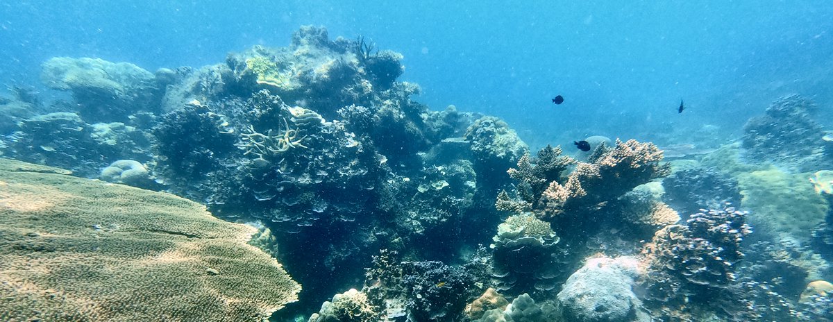 Joseph Henry, PhD (@joseph_a_henry) on Twitter photo Excited to share the first of many projects exploring the improvement of coral nursery techniques in Terengganu, Malaysia. Thankful to collaborate with brilliant and passionate scientists <a href="/Szereday/">Sebastian Szereday</a> @Emmafcamp <a href="/DavidJSuggett/">David J Suggett</a>
onlinelibrary.wiley.com/doi/10.1111/re… Excited to share the first of many projects exploring the improvement of coral nursery techniques in Terengganu, Malaysia. Thankful to collaborate with brilliant and passionate scientists <a href="/Szereday/">Sebastian Szereday</a> @Emmafcamp <a href="/DavidJSuggett/">David J Suggett</a>
onlinelibrary.wiley.com/doi/10.1111/re…