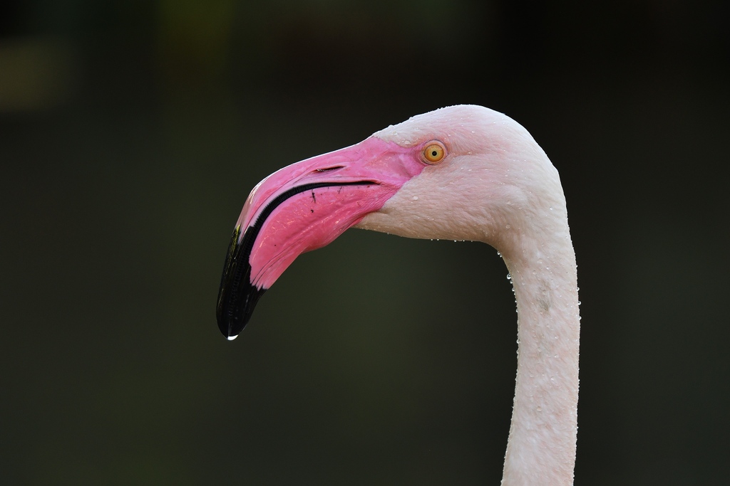 yellow_nfts's tweet photo. Greater Flamingo

#nft #photography #nftphotography  #nftcollector #digitalphotography #NFTartcollector #bird #feathers #rarible #rariblenft  #portrait #portraitseries
#wildlife #birding #birdphotography #wildlifephotography #birdwatching https://t.co/2qEfEdtPwF